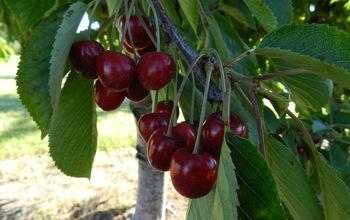 Ripe sweet cherries in an orchard with kestrel nest boxes installed.